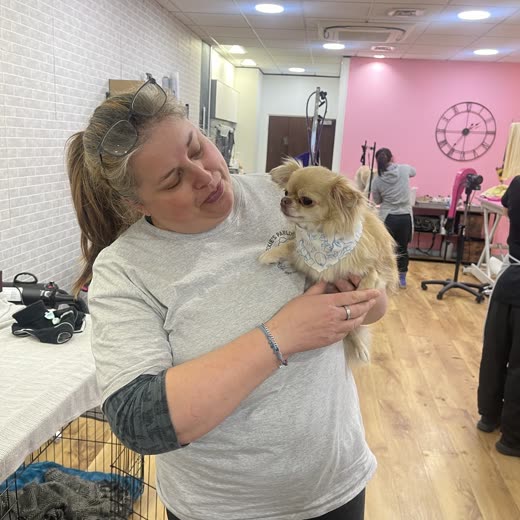 A groomer holding a small tan chihuahua in the salon