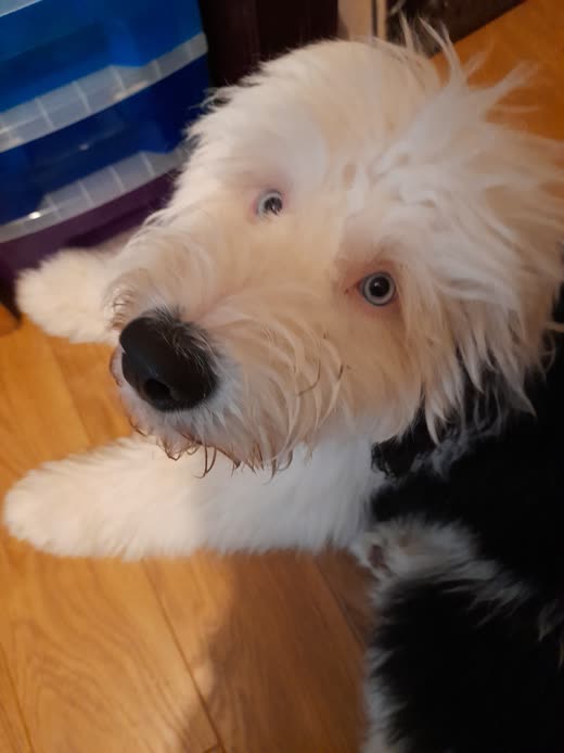 A fluffy cream and black doodle-type dog tilting its head